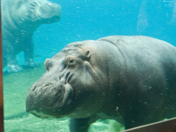 Hippo Underwater