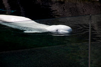 Baby Beluga Whale.jpg