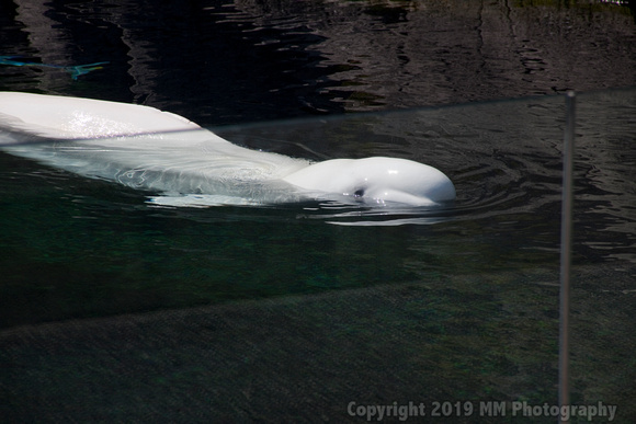 Baby Beluga Whale.jpg