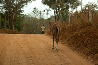 Lonely Colt on dirt road.jpg