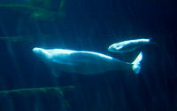 Beluga Whale Family.jpg