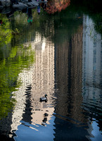 Duck and Reflection in Central Park Lake