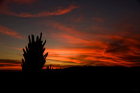 Sunset and bush2.jpg
