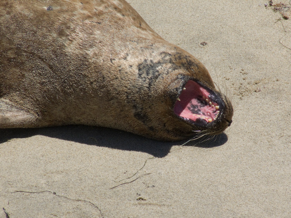 Sea Lion Yawning