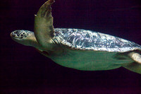 Sea Turtle Vancouver Aquarium.jpg