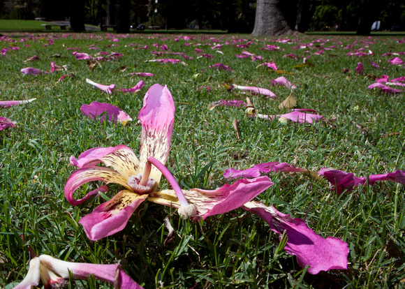 Fallen Jacaranda Blossoms