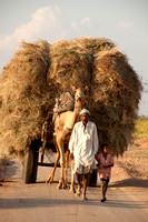 Hay Farmer and Camel