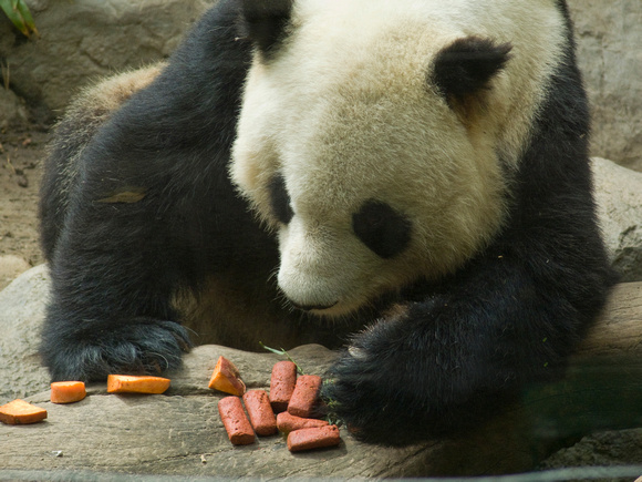 Panda dinner