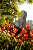 Tulips in Central Park