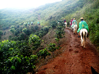rainy horseride thru coffee plantation