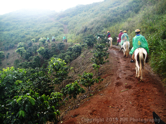 rainy horseride thru coffee plantation