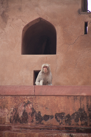 Monkey Business on the Taj Mahal