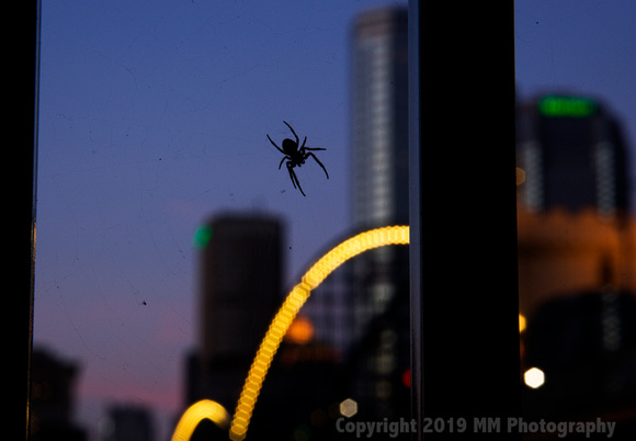 Urban Spider