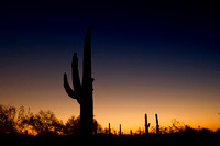 cactus sunrise copy