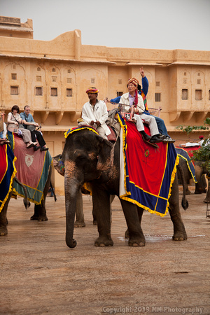 Elephant Rides at the fort in Jaipur