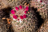 Flowering cactus Arizona