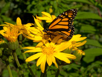 Monarch Butterfly on Yellow