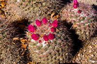 Flowering cactus2 Arizona