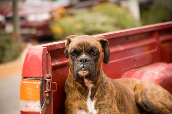 dog on truck