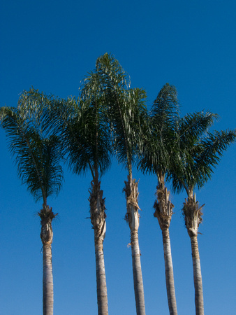 5 palms San Diego