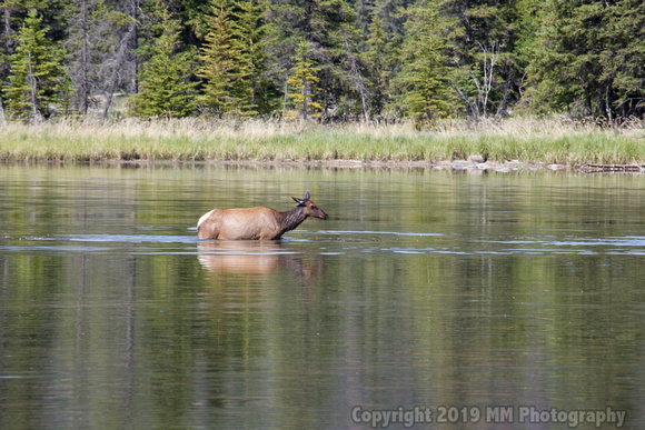 Female Elk Wading.jpg