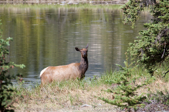 Female Elk Staring.jpg