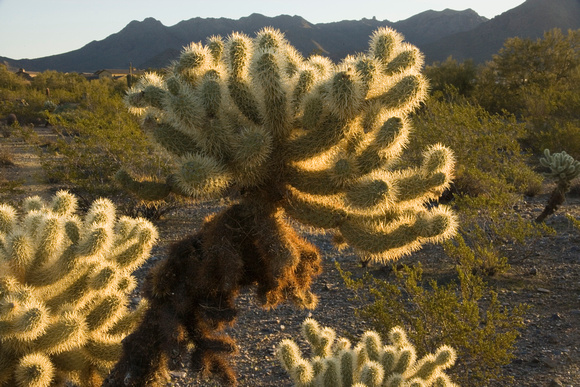 Arizona cactus