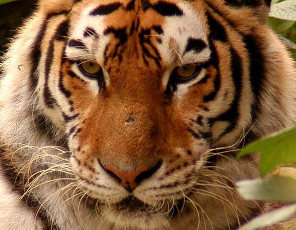 Full Face Tiger