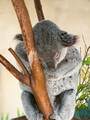 Koala Soozing
